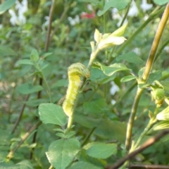 Lepidoptera unclassified IMMATURE (caterpillar or pupa or cocoon) at McKellar, ACT - 16 Apr 2022 by Amata