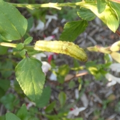 Lepidoptera unclassified IMMATURE at McKellar, ACT - suppressed