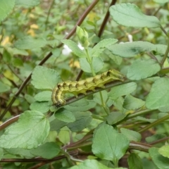 Helicoverpa (genus) (A bollworm) at McKellar, ACT - 23 Apr 2022 by Amata