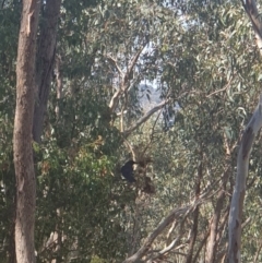 Strepera graculina (Pied Currawong) at Albury - 23 Apr 2022 by ClaireSee