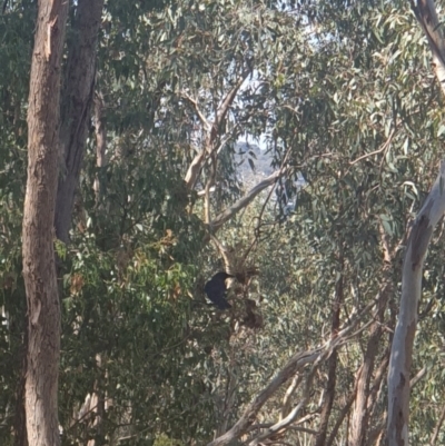 Strepera graculina (Pied Currawong) at Monument Hill and Roper Street Corridor - 23 Apr 2022 by ClaireSee