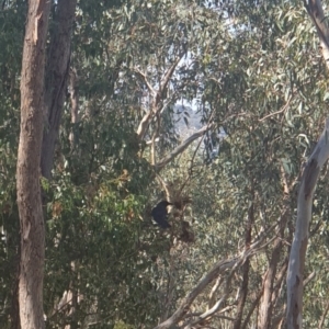 Strepera graculina at Albury, NSW - 23 Apr 2022