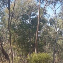 Strepera graculina at Albury, NSW - 23 Apr 2022 12:15 PM