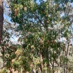 Strepera graculina at Albury, NSW - 23 Apr 2022 12:15 PM