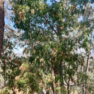 Strepera graculina at Albury, NSW - 23 Apr 2022