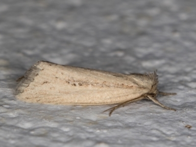Leucania melanopasta (A Noctuid moth (Hadeninae)) at Melba, ACT - 16 Mar 2022 by kasiaaus