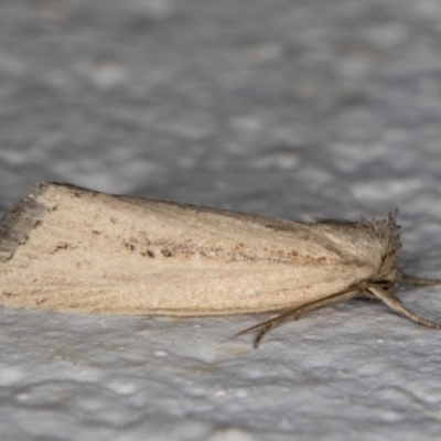 Bathytricha truncata (Sugarcane Stem Borer, Maned Moth) at Melba, ACT - 16 Mar 2022 by kasiaaus