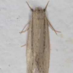 Bathytricha truncata at Melba, ACT - 16 Mar 2022