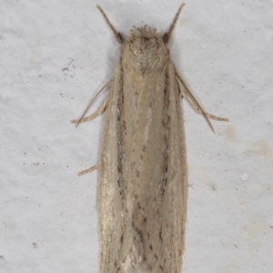 Leucania melanopasta at Melba, ACT - 16 Mar 2022