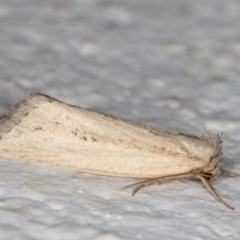 Leucania melanopasta at Melba, ACT - 16 Mar 2022