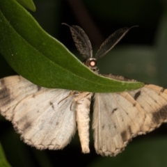 Unplaced externaria (Mahogany Bark Moth) at Melba, ACT - 16 Mar 2022 by kasiaaus