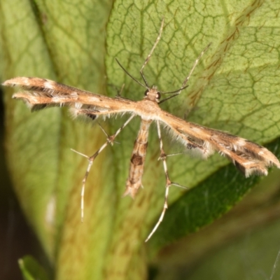 Sphenarches anisodactylus (Geranium Plume Moth) at Melba, ACT - 16 Mar 2022 by kasiaaus