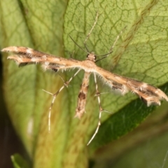 Sphenarches anisodactylus (Geranium Plume Moth) at Melba, ACT - 16 Mar 2022 by kasiaaus