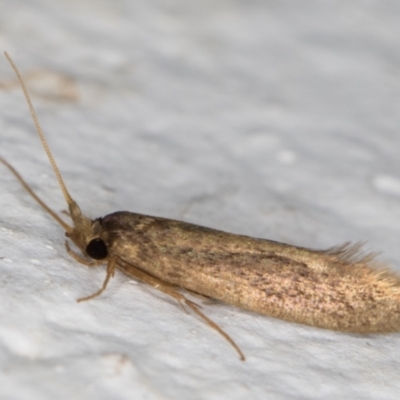 Tritymba unidentified species (Plutellid moth) at Melba, ACT - 16 Mar 2022 by kasiaaus