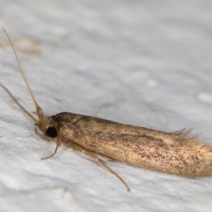 Tritymba unidentified species at Melba, ACT - 16 Mar 2022