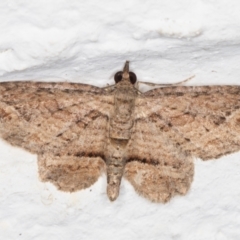 Chloroclystis filata (Filata Moth, Australian Pug Moth) at Melba, ACT - 16 Mar 2022 by kasiaaus
