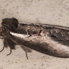 Hylaeora caustopis at suppressed - 17 Mar 2022