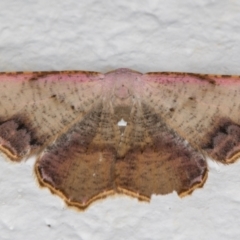Epicompsa xanthocrossa (Pale Pink Geometrid) at Melba, ACT - 18 Mar 2022 by kasiaaus