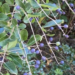 Ligustrum sinense (Narrow-leaf Privet, Chinese Privet) at QPRC LGA - 23 Apr 2022 by Steve_Bok