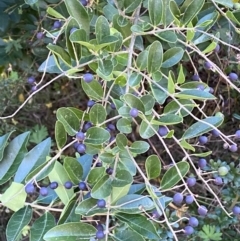 Ligustrum sinense at Jerrabomberra, NSW - 23 Apr 2022