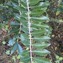 Ligustrum sinense at Jerrabomberra, NSW - 23 Apr 2022