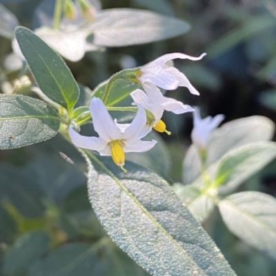 Solanum chenopodioides (Whitetip Nightshade) at Jerrabomberra, NSW - 23 Apr 2022 by Steve_Bok