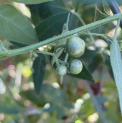 Solanum chenopodioides at Jerrabomberra, NSW - 23 Apr 2022