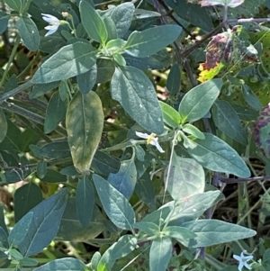 Solanum chenopodioides at Jerrabomberra, NSW - 23 Apr 2022