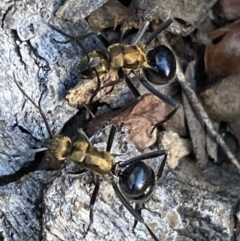 Polyrhachis semiaurata (A golden spiny ant) at QPRC LGA - 23 Apr 2022 by Steve_Bok