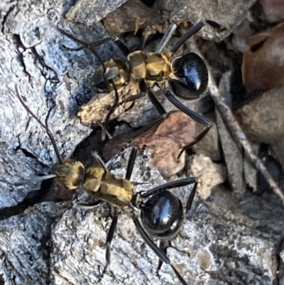 Polyrhachis semiaurata (A golden spiny ant) at Jerrabomberra, NSW - 23 Apr 2022 by Steve_Bok