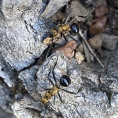 Polyrhachis semiaurata at Jerrabomberra, NSW - 23 Apr 2022 02:28 PM