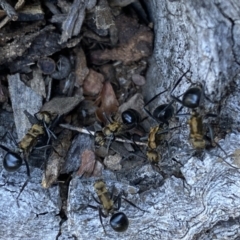 Polyrhachis semiaurata at Jerrabomberra, NSW - 23 Apr 2022 02:28 PM