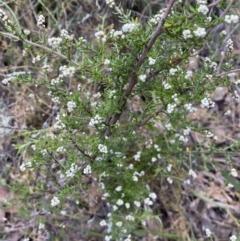 Cryptandra amara (Bitter Cryptandra) at Jerrabomberra, NSW - 23 Apr 2022 by SteveBorkowskis