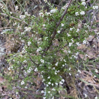 Cryptandra amara (Bitter Cryptandra) at Jerrabomberra, NSW - 23 Apr 2022 by SteveBorkowskis