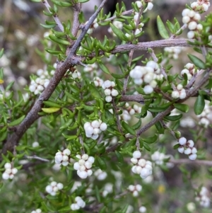 Cryptandra amara at Jerrabomberra, NSW - 23 Apr 2022 01:17 PM