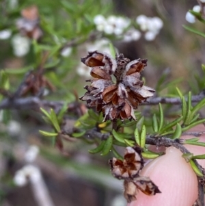 Cryptandra amara at Jerrabomberra, NSW - 23 Apr 2022 01:17 PM