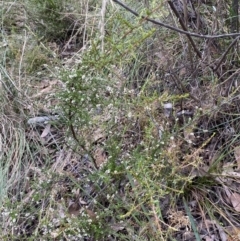 Cryptandra amara at Jerrabomberra, NSW - 23 Apr 2022 01:17 PM