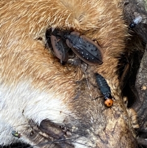 Creophilus erythrocephalus at Jerrabomberra, NSW - 23 Apr 2022 01:04 PM