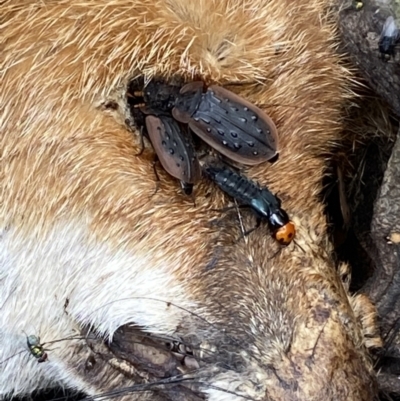 Ptomaphila lacrymosa (Carrion Beetle) at QPRC LGA - 23 Apr 2022 by Steve_Bok