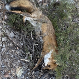 Vulpes vulpes at Jerrabomberra, NSW - 23 Apr 2022