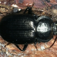 Adelium subdepressum (Darkling Beetle) at Paddys River, ACT - 5 Apr 2022 by jb2602