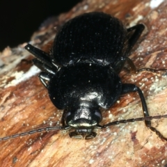 Adelium subdepressum at Paddys River, ACT - 5 Apr 2022