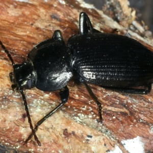 Adelium subdepressum at Paddys River, ACT - 5 Apr 2022