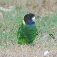 Barnardius zonarius at Quinninup, WA - 17 Mar 2007