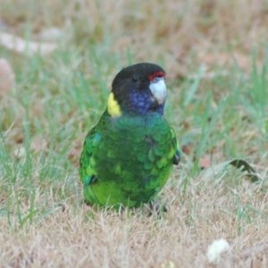 Barnardius zonarius at Quinninup, WA - 17 Mar 2007