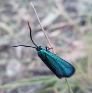 Pollanisus viridipulverulenta at Acton, ACT - 9 Apr 2022