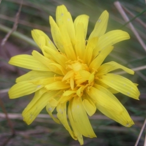 Microseris lanceolata at Cotter River, ACT - 23 Apr 2022