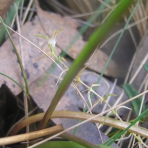 Microseris lanceolata at Cotter River, ACT - 23 Apr 2022 11:22 AM