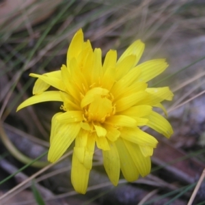 Microseris lanceolata at Cotter River, ACT - 23 Apr 2022