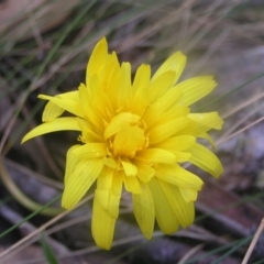 Microseris lanceolata at Cotter River, ACT - 23 Apr 2022